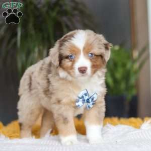 Bindi, Miniature Australian Shepherd Puppy